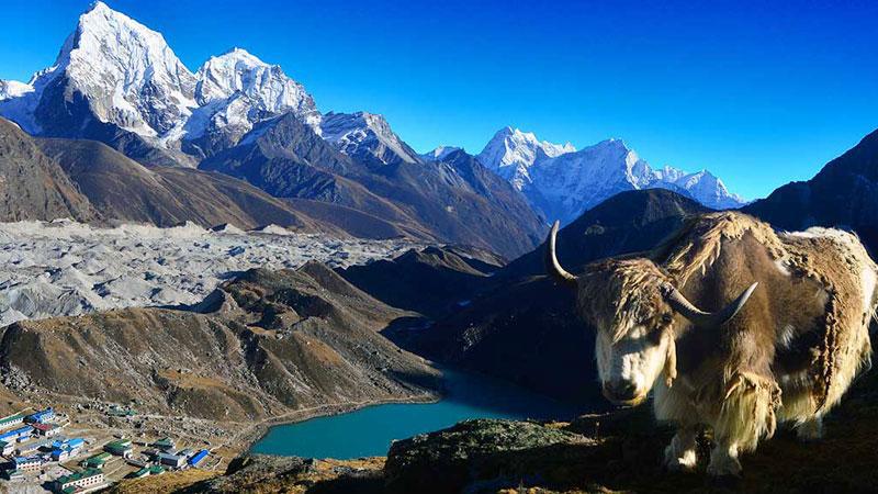 Gokyo lake Yak view from Gokyo Ri
