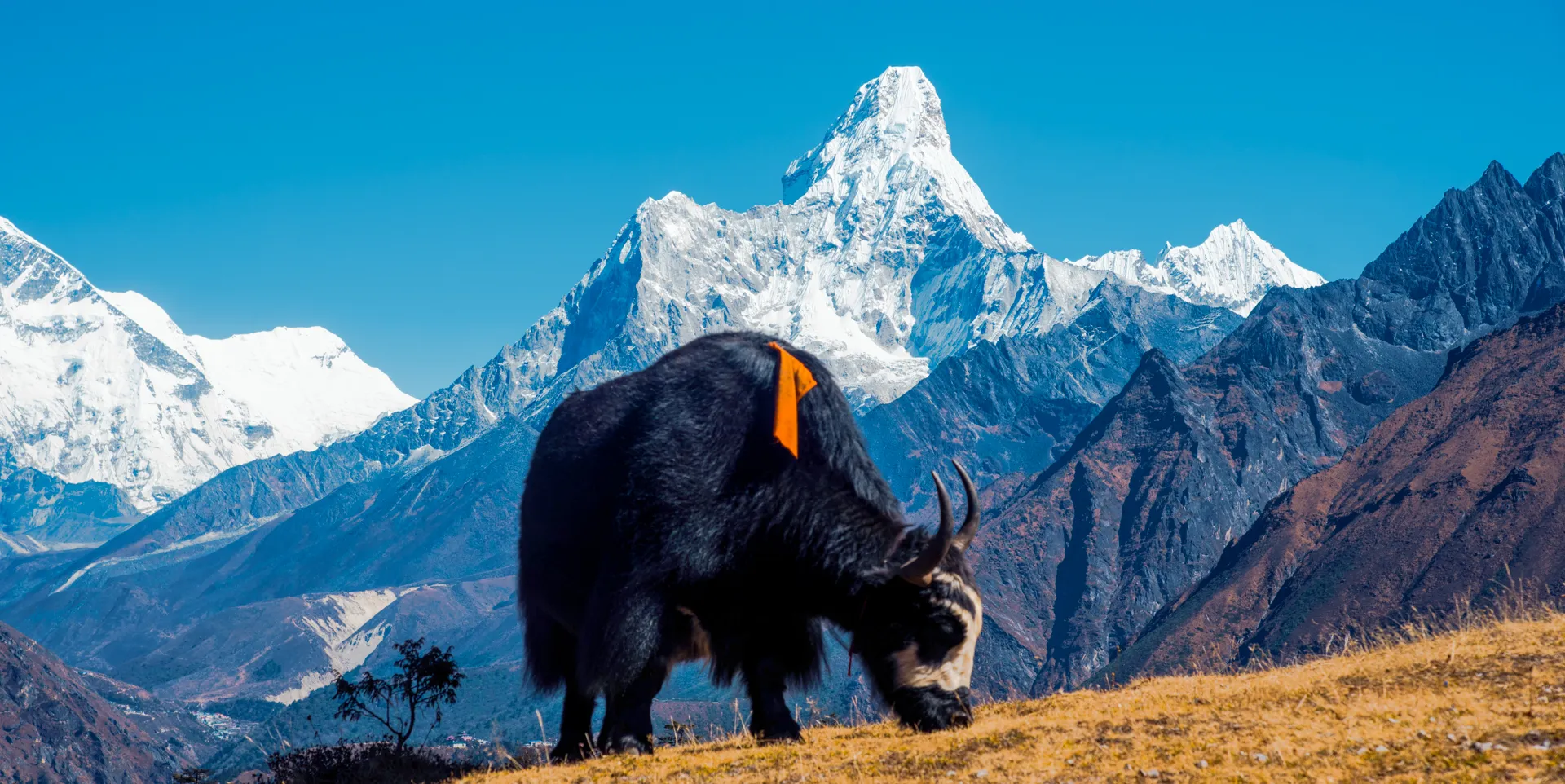 Yak background Amadablam